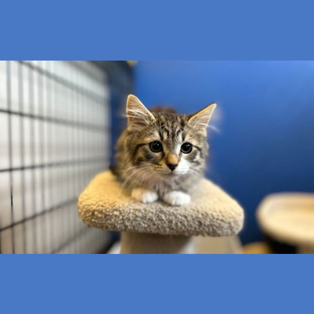 Photo of Muffin