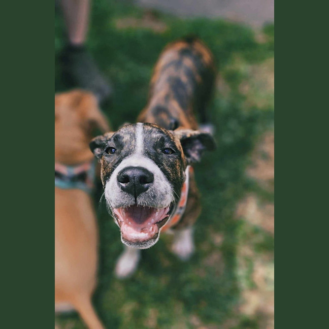 Photo of Sundae