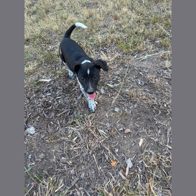 Photo of Rossi (Bessie's Puppy)