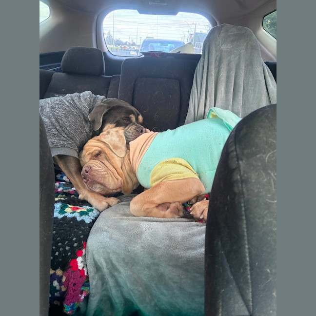 Photo of Lloyd   2 Year Old Aussie Bulldog X
