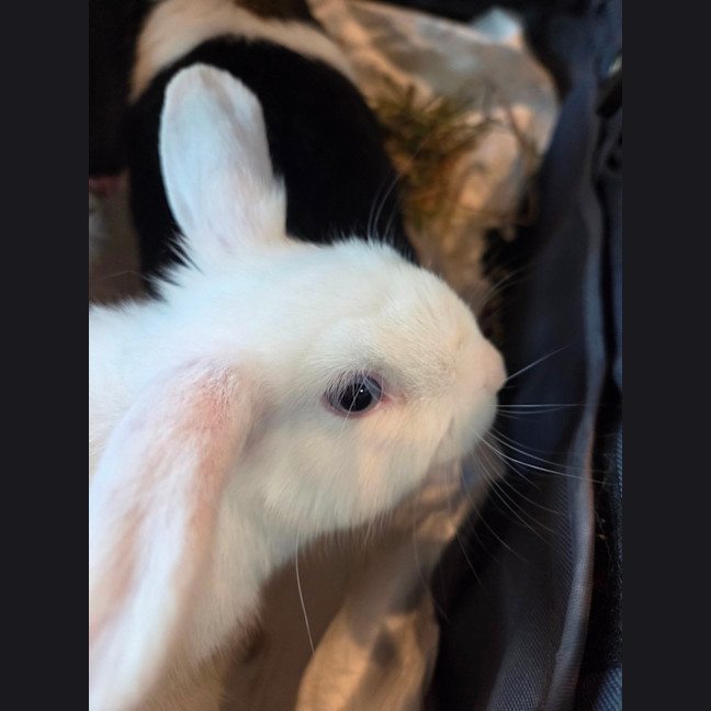 Photo of Usagi