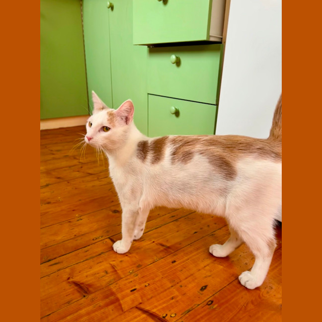 Photo of Russ ( Lazerus )