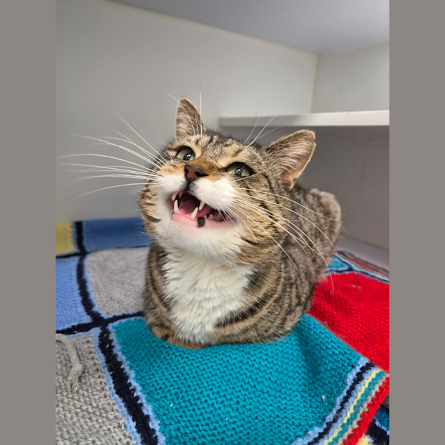 Photo of Tiger