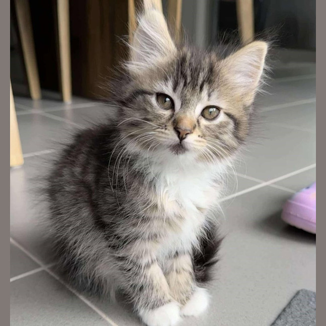 Photo of Ankle *9 Lives Project Rescue*