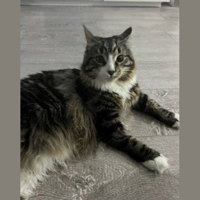 Photo of Garden Gnome Gus