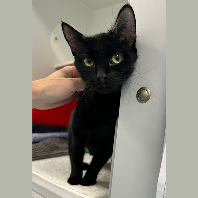 Photo of Tilly