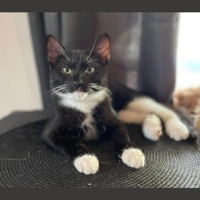 Photo of Cooper