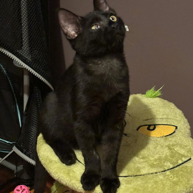 Photo of Milo