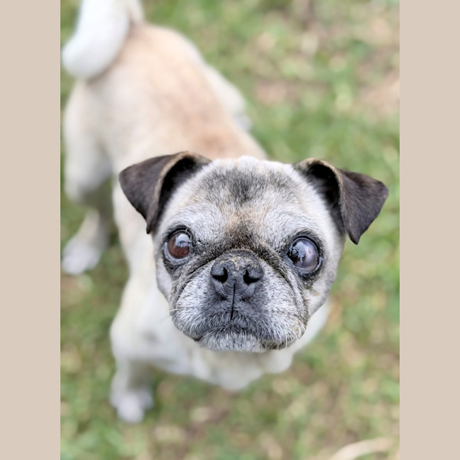 Photo of Pearl