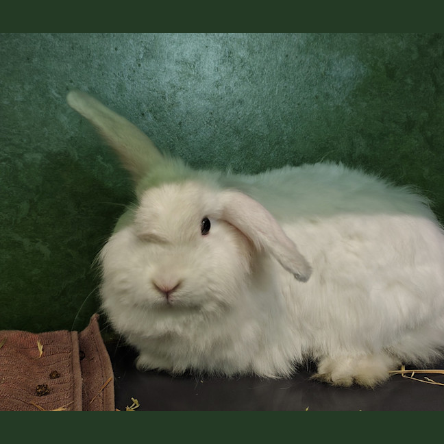 Photo of Nutmeg (Bonded To Poppy)