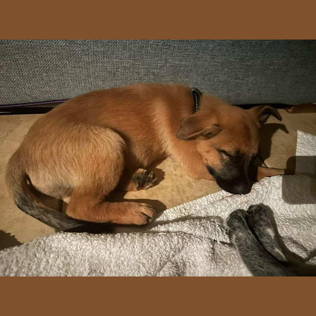 Photo of Rusty Red