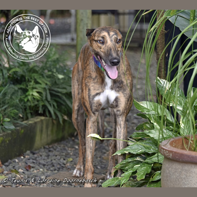 Photo of Milly (Gracious Miss)