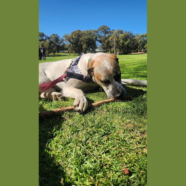 Photo of Ricky Bobby