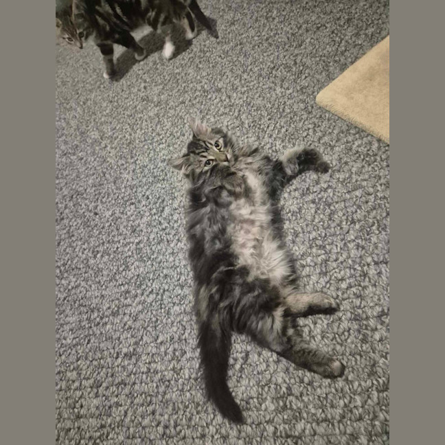 Photo of Lumi & Nova