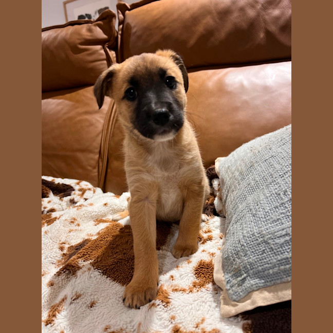 Photo of Nova 