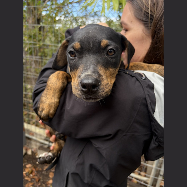 Photo of Tilly