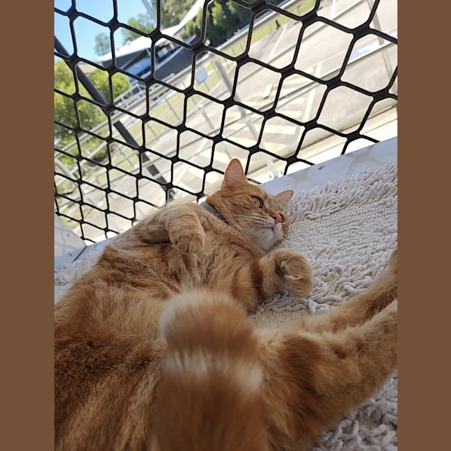 Photo of Honey