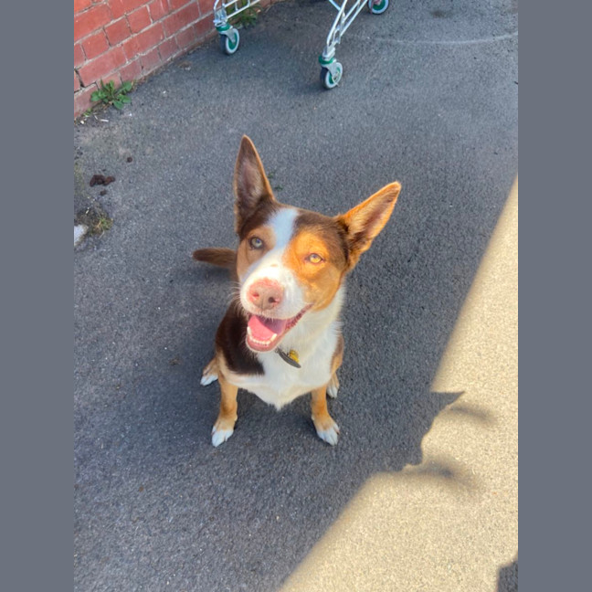 Photo of Ace