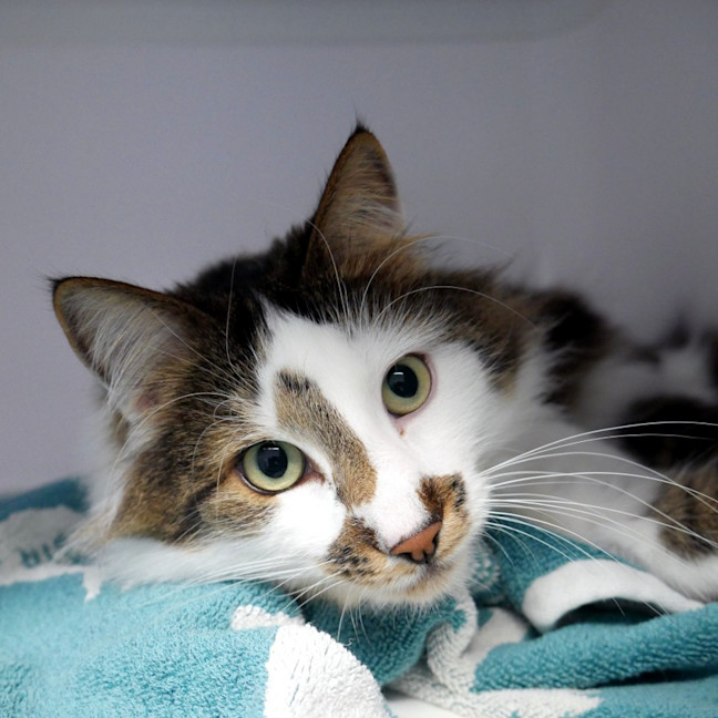 Photo of Billy Sua014322