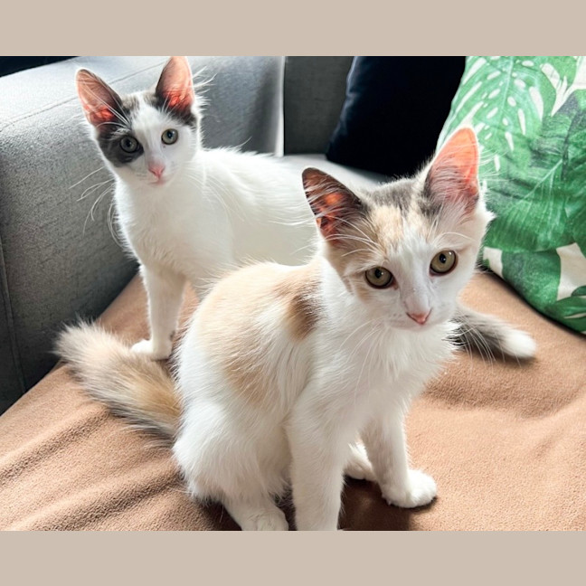 Photo of Maple & Misty 