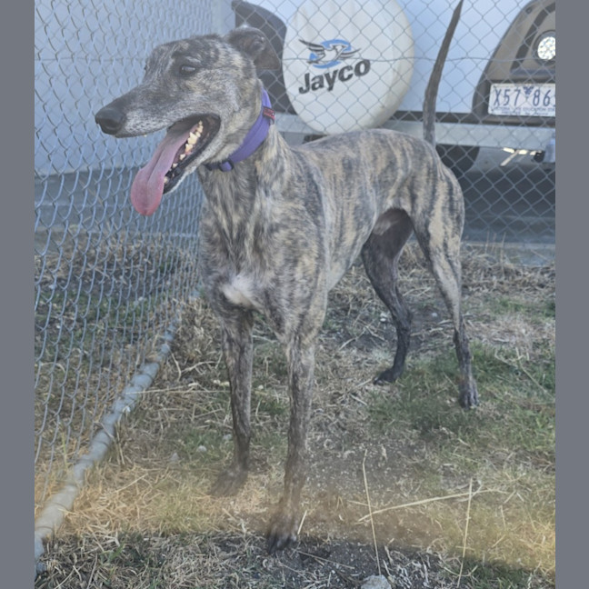 Photo of Tiges (67749)