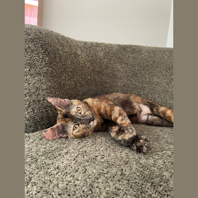 Photo of Maple   Located In Braybrook