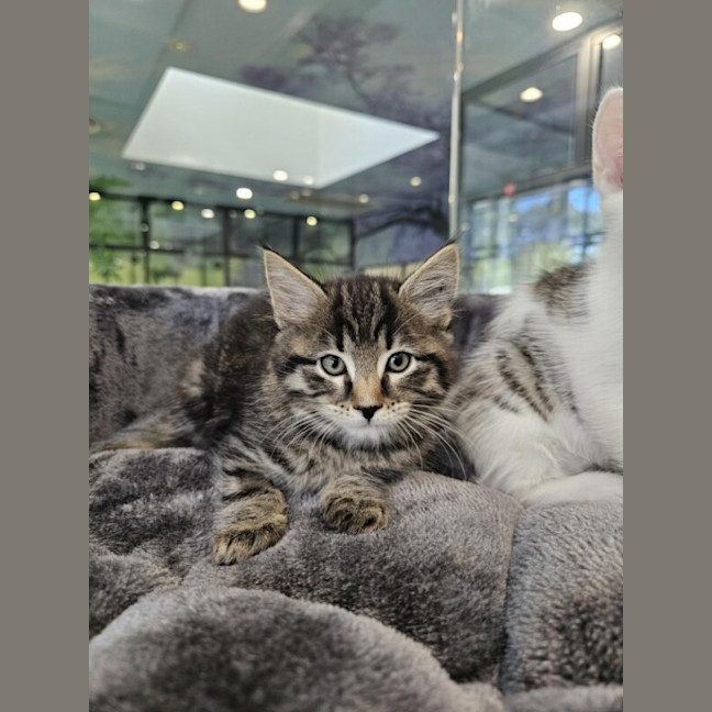 Photo of Munchie