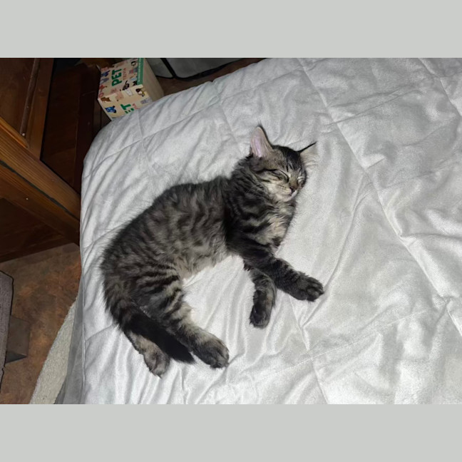 Photo of Aspi And Sharpay