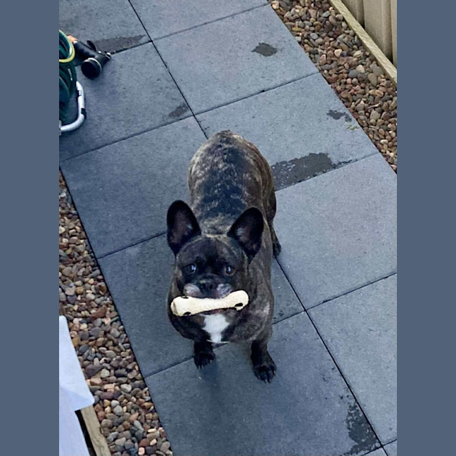 Photo of Buddy   6 Year Old Pug X French Bulldog