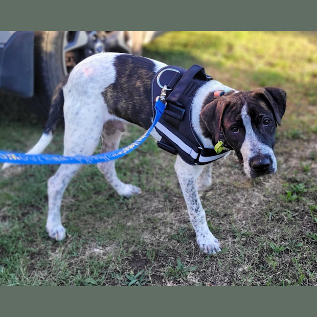 Photo of Clumsy Smurf