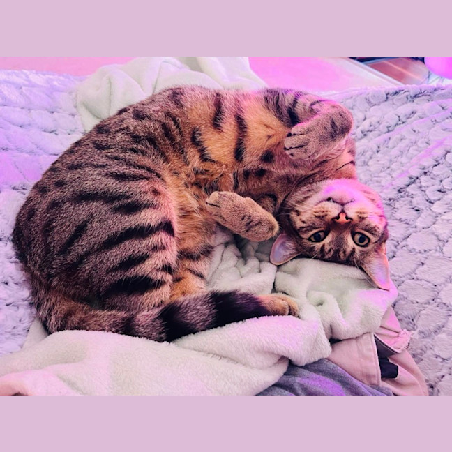 Photo of Ferris & Felix