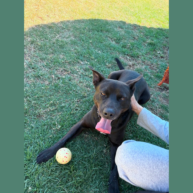Photo of Shadow
