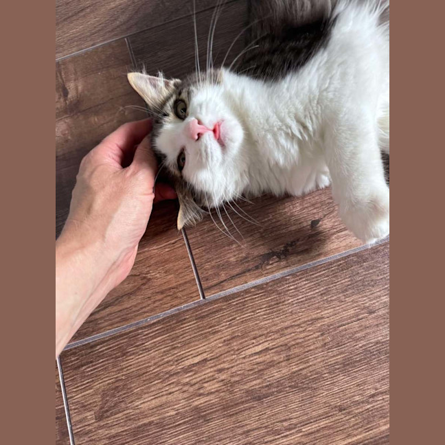 Photo of  Basil & Otis