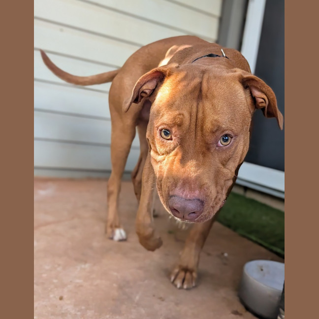 Photo of Samson