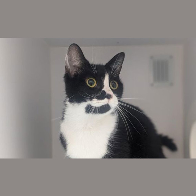 Photo of Belle