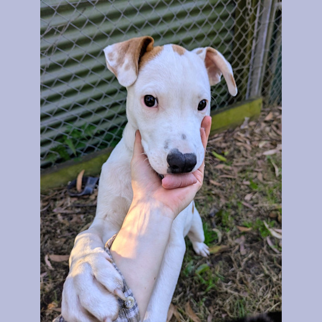 Photo of Watson