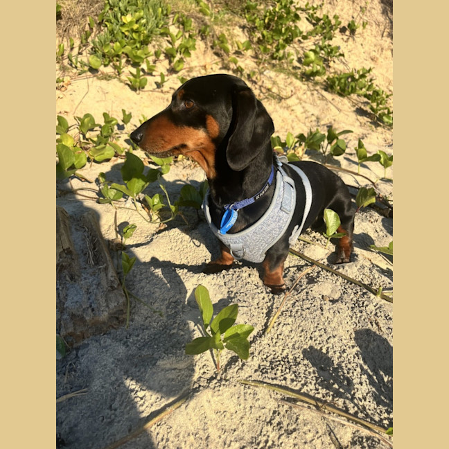 Photo of Albie