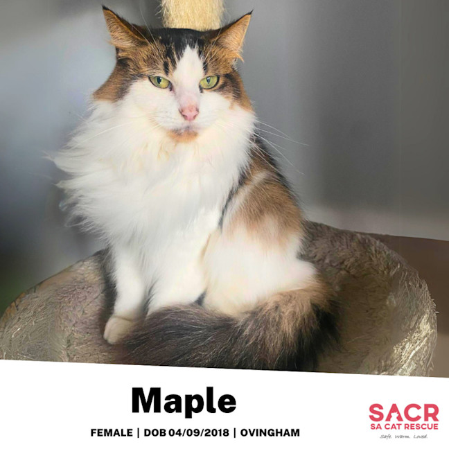 Photo of Maple