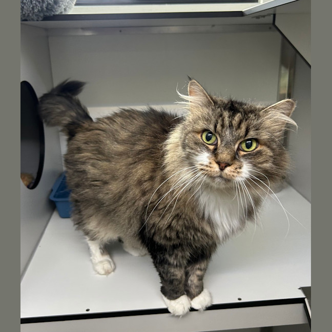 Photo of Mango