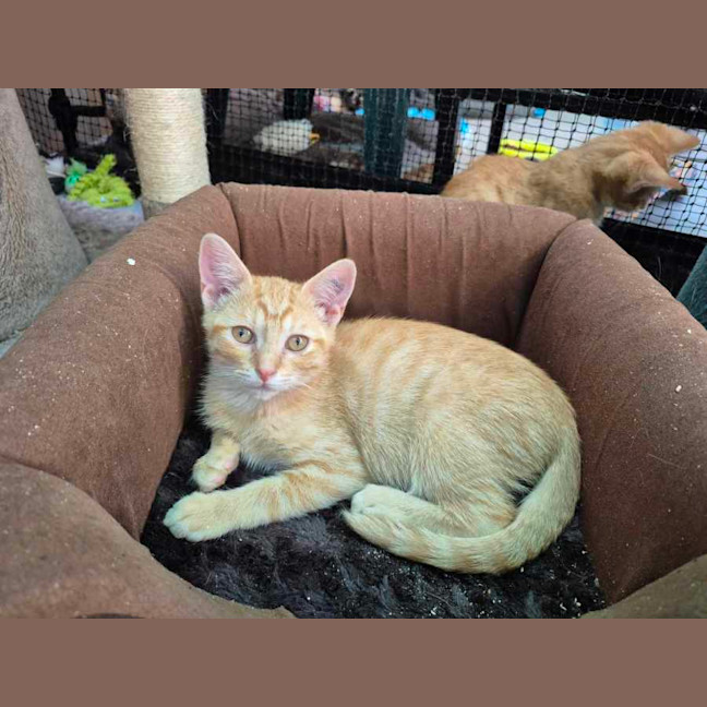 Photo of Focaccia ** 2nd Chance Cat Rescue**