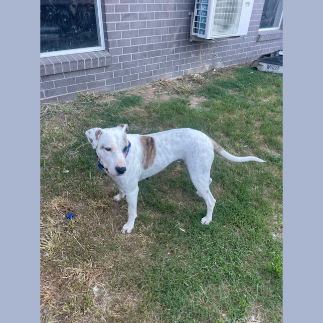 Photo of Lindy *$250 Adoption Fee*