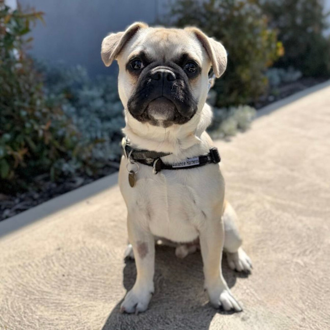 Photo of Marley