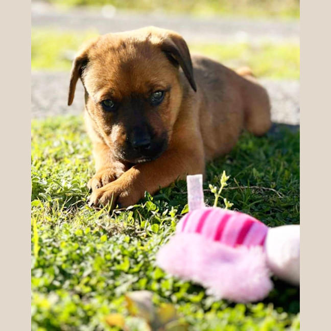 Photo of Rogue   8 Week Old Staffy X