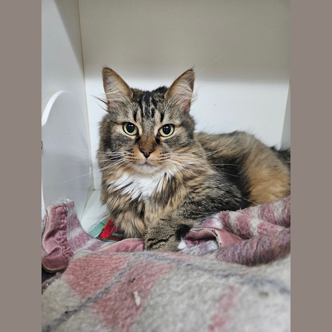 Photo of Clover