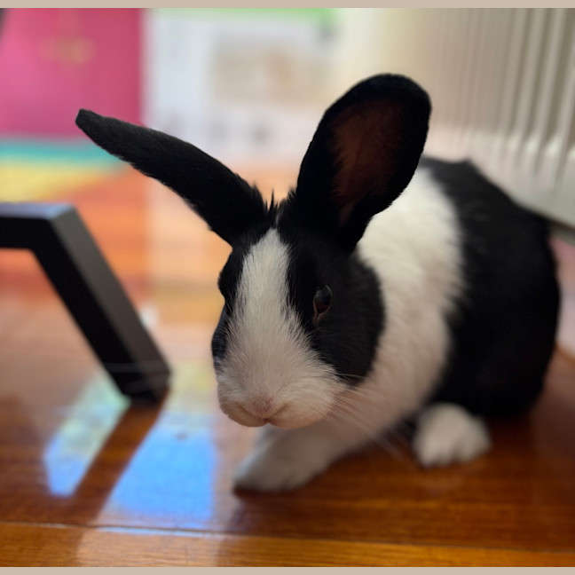 Photo of Pumpkin (Bonded With Avocado And Cauliflower)