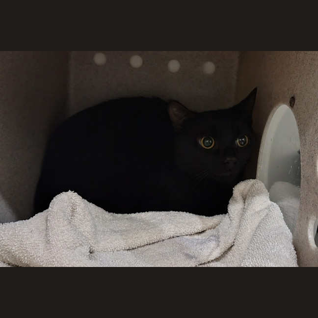 Photo of Hermes