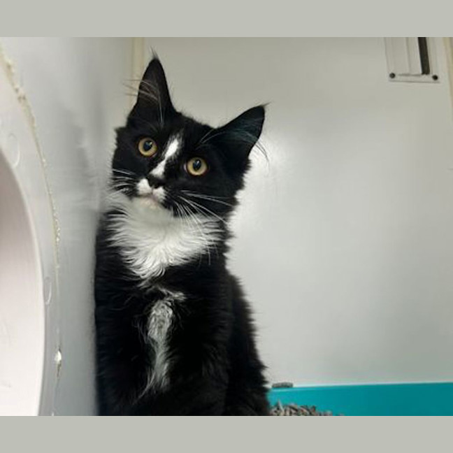 Photo of Binka