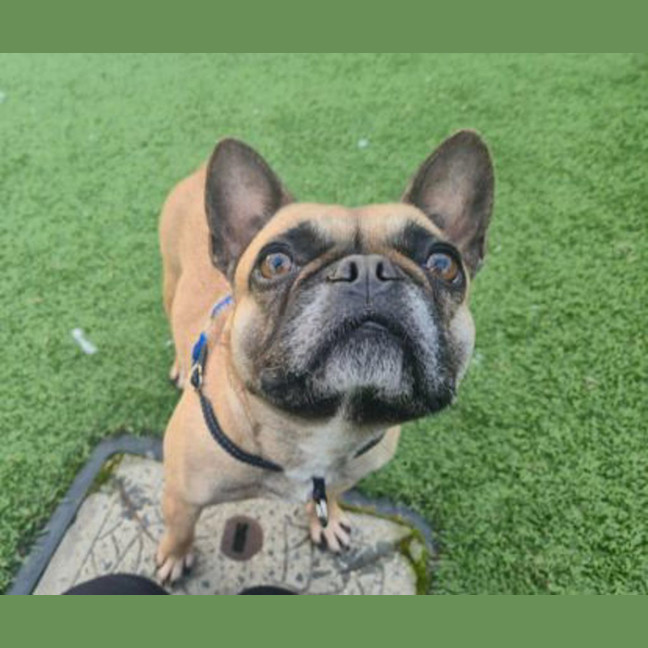 Photo of Piglet