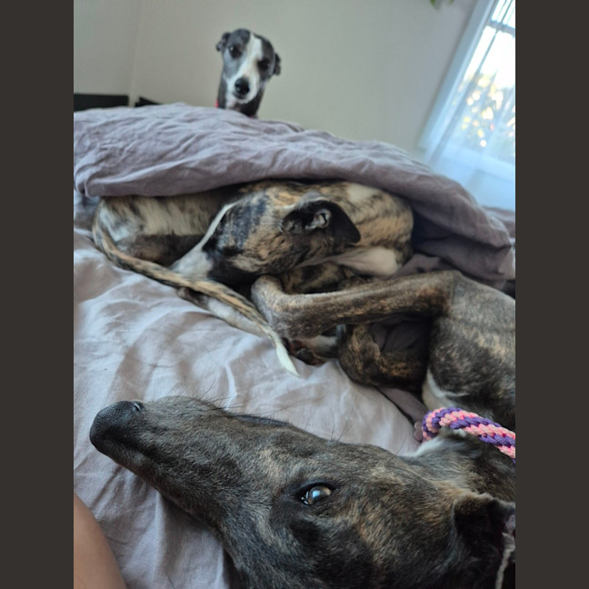 Photo of Jazzy, The 1 Year  Greyhound