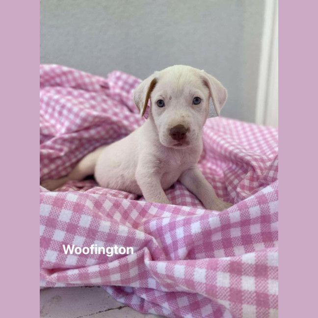 Photo of Woofington